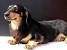Black Full Grown Long Haired Dachshund