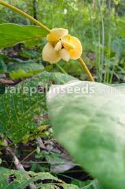 Image result for Uvaria