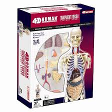 Human torso models are both complex and rich in detail as they torso contains many vital organs. 4d Vision Transparent Torso Human Anatomy Model