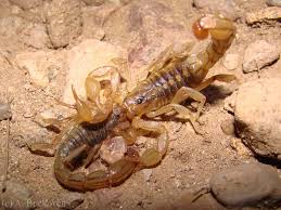 Fluourescent Scorpions Love And Danger In The Dark Animals Scorpion Dangerous