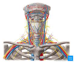 Variant vertebral artery, neck surgery, cerebral circulation, embryological error. Nerves And Arteries Of Head And Neck Anatomy Branches Kenhub
