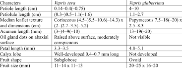 Image result for Vepris renieri