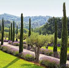 Pin By Alexandra Froggatt On Terraces Courtyards Garden Steps Pathways And Rooftops Olive Trees Landscape Mediterranean Landscaping Landscape Design