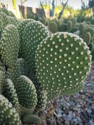 What is a prickly pear cactus? Opuntia Species Prickly Pear Cactus Zone 4 9 Size 6 15 Tall Cactus Prickly Pear Cactus Cactus Plants