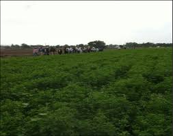 Parcelas Demostrativas Del Lote De Produccion De Semilla Y Forraje En Download Scientific Diagram