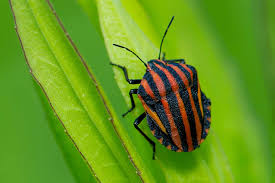 アカ スジ キン カメムシ 珍しい