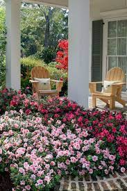 Autumn Sundance Encore Azalea Azaleas Landscaping Azaleas Broadleaf Evergreen
