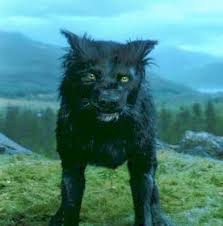 #harry potter #daniel radcliffe #ginny weasley #bonnie wright. Sirius Black Heroes Wiki Fandom