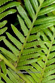 Image result for Todea