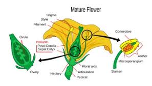 Female reproductive system physiology the reproductive cycle. The Male And Female Reproductive Parts Of A Flower Brighthub Education
