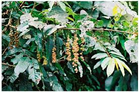 Image result for Hua gabonii