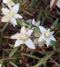 Image result for Aizoon schellenbergii