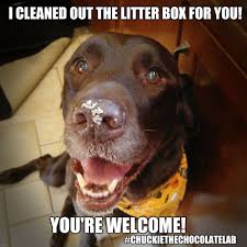 Chuckie The Chocolate Lab Labrador Lab Puppies Dog Quotes