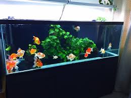 Goldfish Planted Aquarium Fish Aquarium Decorations Goldfish Aquarium Goldfish Tank