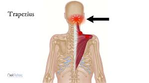 Name the 3 surfaces the scapula articulates with. Superior Scapula And Cervicogenic Headaches Physiopedia