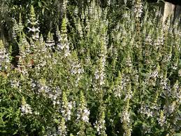 Image result for Stachys aculeolata
