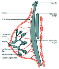 13 Best Chest Exercises For Women To Achieve A Firm And Full Bust To find your chest size, all you need is a measuring tape and a pencil to write the number down. 13 best chest exercises for women to