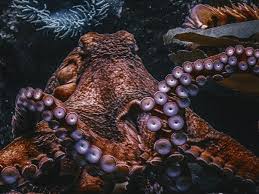 Последние твиты от my octopus teacher (@moctopusteacher). An Instant Classic My Octopus Teacher By Fahri Karakas Journal Of Curiosity Imagination And Inspiration Medium