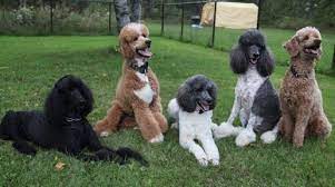 We are currently raising gorgeous multi colored parti poodles and solid colored in miniature and soon, toy sizes. Pristine Standard Poodles