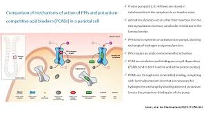 Image result for Potassium Competitive Acid Blocker