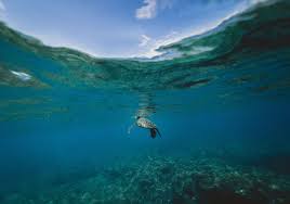 When researchers invented plastics in the 19th century, manufacturers immediately embraced this product as the next economic gold. 15 Quotes To Save The Ocean Passport Ocean