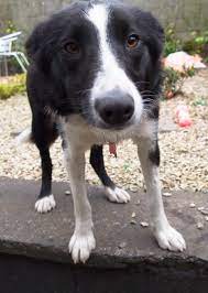 Your short haired collie needs to be trimmed about once every 3 months. Short Hair Border Collie Ihdobac Flickr