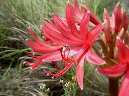 Image result for Brunsvigia