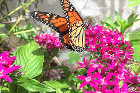 Creating an inviting space for them involves planning your garden to attract, retain, and encourage butterfly populations to visit. How To Create Your Own Butterfly Garden Brisbane Kids
