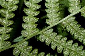 Image result for Deparia