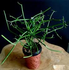 Image result for Euphorbia tholicola