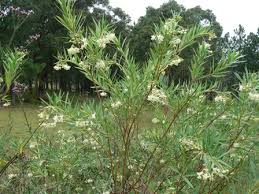 Image result for Gomphocarpus fruticosus