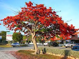 Check spelling or type a new query. Delonix Regia Wikipedia