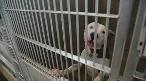 We can help you protect your home and family's value with a certified mold inspection. Fort Worth Area Animal Shelters Overcrowded After Virus Outbreak Wfaa Com
