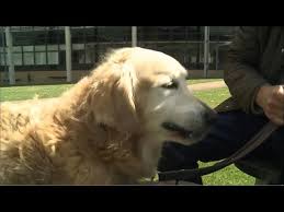 Golden retriever puppy for sale in carson city, nv, usa. Bertie The Golden Retriever Animal Life Saver Retires Uk Itv London News 15th June 2019 Youtube