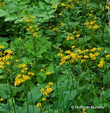 Image result for Rungia paxiana