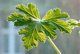 Image result for Pelargonium graveolens