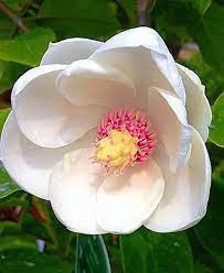Peony flowers are also in full bloom in may. Plants Flowering In May May Flowering Plants Tree Peonies