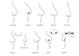 1000 Images About Writing Research Character Traits On Pinterest Nose Shapes Nose Types Different Nose Shapes