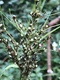 Image result for Scleria bulbifera
