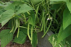 Über 80% neue produkte zum festpreis; Bush Bean Seeds Provider Organic Bush Beans Bush Seeds Bean Seeds