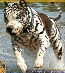 Tiger Stripe Black And Brown Pitbull Wow Its A Pitt And One Of A Kind Beaux Chiens Grands Chiens Chien D Attaque