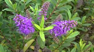 Image result for Hebe 'Andersonii'