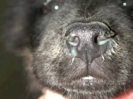 Coulter Animal Hospital Vet Amarillo Tx Canine Distemper