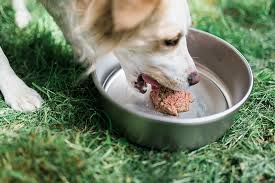 how much food should i feed my dog on a raw diet