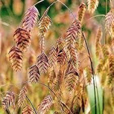 Feather Reed Grass Southern Garden Plants Native Plants