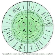Rna Codon Chart Study Biology Biology Notes Biology