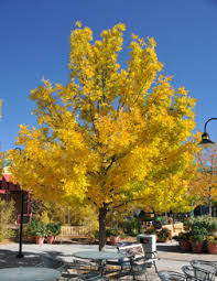 Image result for Fraxinus velutina