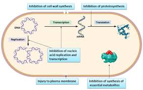 Antibacterial Drugs From Basic Concepts To Complex