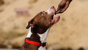 pitbulls to gain weight and lean muscle