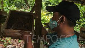 Bee, beehive, honey bee, beekeeping. Xru1a Chk1i 5m